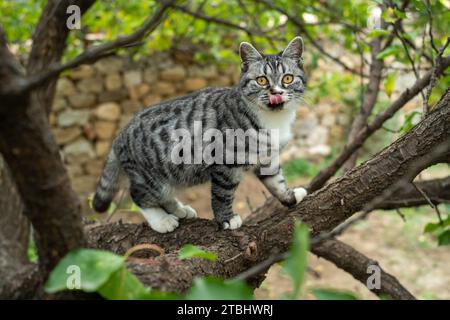Cat sticking out tongue on a tree. Stock Photo