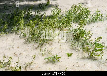 Poplar (populus alba) seeds covering the grassy ground Stock Photo