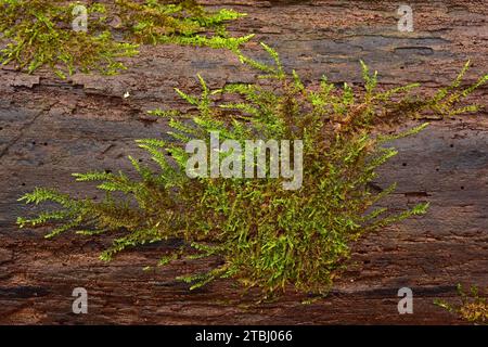 Cypress-leaved plaitmoss (Hypnum cupressiforme) is a cosmopolitan moss. This photo was taken in Dalby National Park, Sweden. Stock Photo