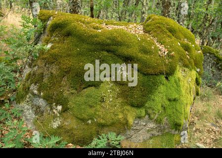 Squirrel-tail moss (Leucodon sciuroides). This photo was taken in an oak forest of Zamora province. Stock Photo