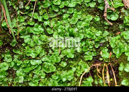 Crescent-cup liverwort (Lunularia cruciata or Selenia cruciata). This photo was taken in Gastelugatxe, Vizcaya, Euskadi, Spain. Stock Photo