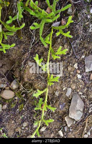 Club moss or gound pine (Lycopodium clavatum) is a vascular plant native to Northern Hemisphere. This photo was taken in Somiedo Natural Park, Asturia Stock Photo