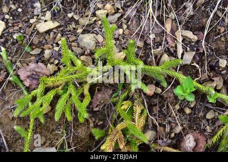 Club moss or gound pine (Lycopodium clavatum) is a vascular plant native to Northern Hemisphere. This photo was taken in Somiedo Natural Park, Asturia Stock Photo