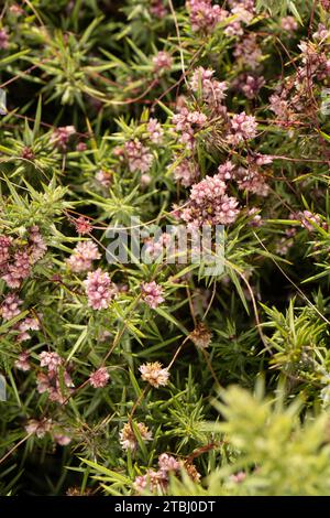 Common Dodder: Cuscuta epithymum. Flowers. Parasitic on Gorse. Devon, UK Stock Photo