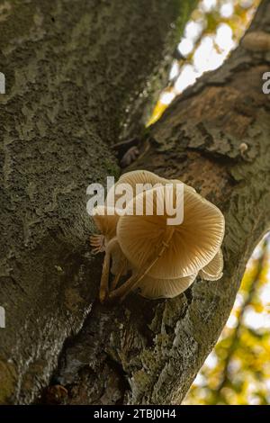 Porcelain Fungus: Oudemansiella mucida. On Beech tree. Surrey, UK Stock Photo