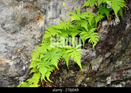 Long beech fern (Phegopteris connectilis) is a fern native to Northern Hemisphere. Stock Photo