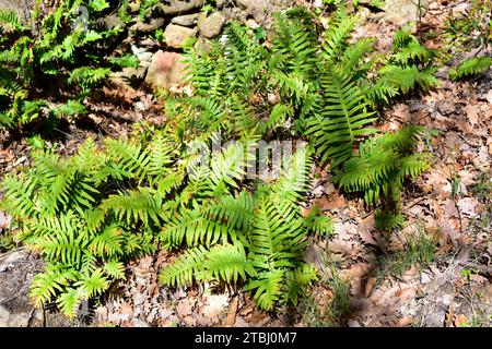 Common polypody (Polypodium vulgare) is afern native to western Europe and northern Africa. This photo was taken in La Albera, Girona province, Catalo Stock Photo
