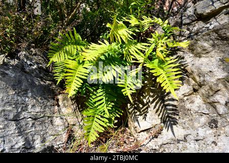 Common polypody (Polypodium vulgare) is a fern native to western Europe and northern Africa. This photo was taken in Santa Perpetua de Gaia, Tarragona Stock Photo
