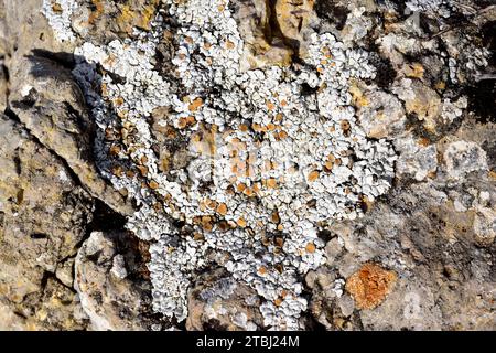 Squamarina lentigera is a squamulose lichen that grows on calcareous soil. This photo was taken near Aliaga, Teruel province, Aragon, Spain. Stock Photo