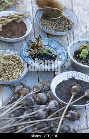 Wildkrutersamen, Wildkruter-Samen, Samen von Wildkrutern, Samen von  Wildpflanzen im Herbst sammeln, Saatgut, seed, Mohn-Samen, Mohnsamen, Samen  von Stock Photo - Alamy