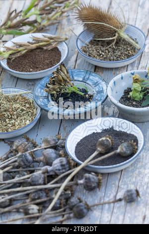 Wildkräutersamen, Wildkräuter-Samen, Samen von Wildkräutern, Samen von Wildpflanzen im Herbst sammeln, Saatgut, seed, Mohn-Samen, Mohnsamen, Samen von Stock Photo