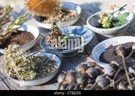 Wildkräutersamen, Wildkräuter-Samen, Samen von Wildkräutern, Samen von Wildpflanzen im Herbst sammeln, Saatgut, seed, Mohn-Samen, Mohnsamen, Samen von Stock Photo