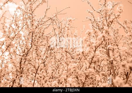 Color 2024 Flowers On A Cherry Tree In Spring Color Of The Year   Color 2024 Flowers On A Cherry Tree In Spring Color Of The Year Concept Flowers Of Cherry Plum Or Myrobalan Prunus Cerasifera Blooming In The Sprin 2tbj3xn 