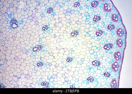 Monocot stem (Zea mays) showing epidermis, collenchyma, parenchyma, vascular bundles, phloem and xylem. Optical microscope X40. Stock Photo