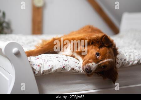 Cute dog lying in bed his owner in bedroom. Funny Nova Scotia Duck Tolling Retriever alone at home. Stock Photo