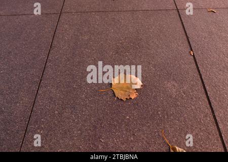 A fallen maple leaf on the ground Stock Photo