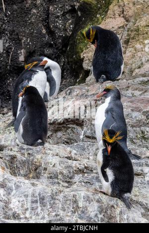 United Kingdom (BOT) South Georgia Island, Hercules Bay. Macaroni penguins (WILD: Eudyptes chrysolophus) Stock Photo