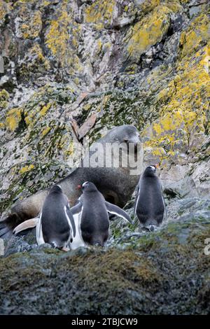 United Kingdom (BOT) South Georgia Island, Hercules Bay. Gentoo penguins (WILD: Pygoscelis papua) with fur seals. Stock Photo
