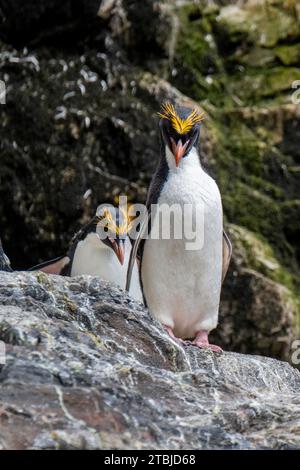 United Kingdom (BOT) South Georgia Island, Hercules Bay. Macaroni penguins (WILD: Eudyptes chrysolophus) Stock Photo