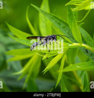Macro of a black grass-carrying wasp (isodontia mexicana) Stock Photo