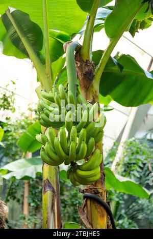 Bananas growing in Central Park Zoo, New York City, United States of America. Stock Photo