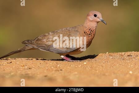 Laughing Dove - The laughing dove is a small pigeon that is a resident breeder in Africa, the Middle East, South Asia, and Western Australia where it has established itself in the wild after being released from Perth Zoo in 1898 Stock Photo