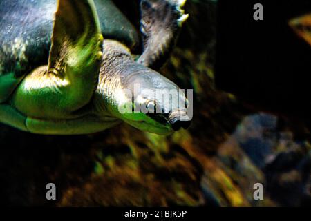 Pig-nosed turtle, Carettochelys insculpta, also known as the pitted-shelled turtle or Fly River turtle Stock Photo