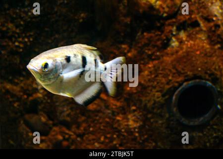 Banded archerfish, Toxotes jaculatrix Stock Photo