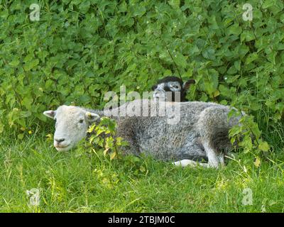 Herdwick sheep (Ovis aries) ewe and lamb resting among nettles on lush pastureland, Coombe Bisset Down, Cranborne Chase AONB, Wiltshire, UK, June. Stock Photo