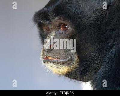 Portrait of a Siamang Gibbon Symphalangus syndactylus Stock Photo