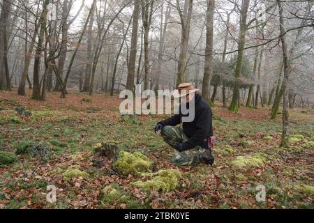 Man with hat inspecting green frozen moss in the misty autumn beech forest Stock Photo