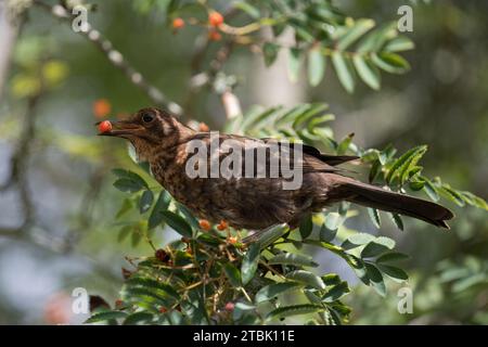 Portrait of a juvenile blackbird (turdus merula) eating Rowan berries Stock Photo