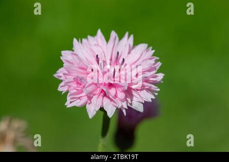 Close up of a pink cornflower (centaurea cyanus) in bloom Stock Photo