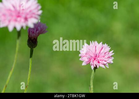 Close up of a pink cornflower (centaurea cyanus) in bloom Stock Photo