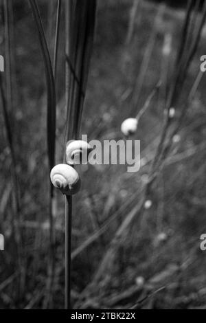 Snail and shadow in black and white Stock Photo - Alamy