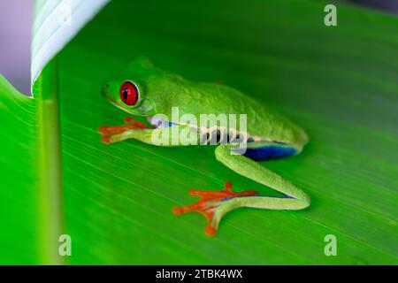 A colorful red-eyed tree frog (agalychnis callidryas) hiding on a leaf in Costa Rica.  Concepts could include nature, wildlife, travel, the environmen Stock Photo