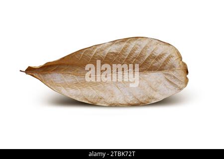Dry leaf on isolated on white background. With clipping path Stock Photo
