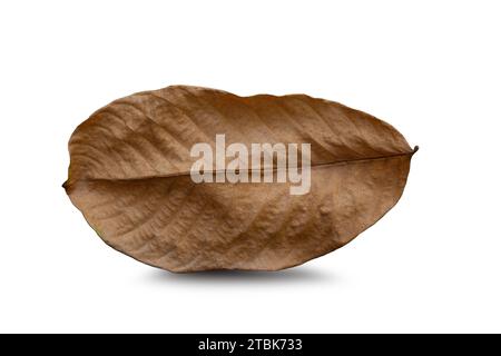 Dry leaf on isolated on white background. With clipping path Stock Photo