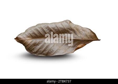 Dry leaf on isolated on white background. With clipping path Stock Photo