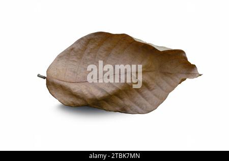 Dry leaf on isolated on white background. With clipping path Stock Photo