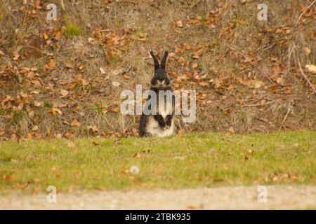 Brown and white rabbit sitting on the ground Stock Photo