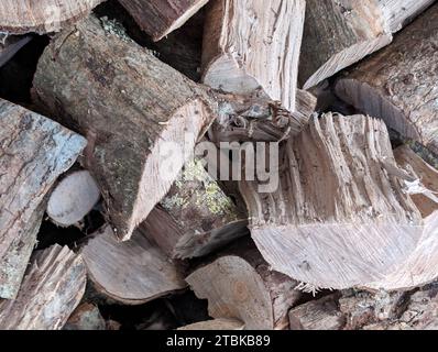 Pile of freshly cut logs in a sunny woodland clearing, with trees in the background Stock Photo