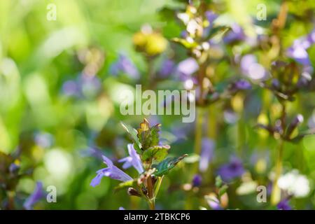 Glechoma hederacea, gill-over-the-ground, creeping charlie, in the spring on the lawn during flowering. Blue or purple flowers used by the herbalist i Stock Photo