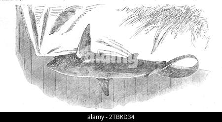 Shark caught off Exmouth, 1861. 'Two of the sharks which have been lately seen off the English coast striking terror into the hearts of sea-bathers, were caught a short time ago off Exmouth, Devon. The specimen, of which we give an engraving (from a photograph by Mr. Sugg, of Exmouth), was taken by some fishermen in a drift, or herring-net, about six miles from shore. It appears to be one of the British species of sharks known as the fox shark (Carcharias vulpes); also termed the sea fox, the sea-ape, and the thrasher - the latter name being applied to it from its habit of defending itself by Stock Photo