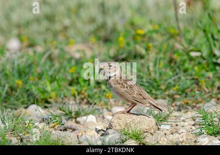 Calandra Lark (Melanocorypha calandra) singing on rock, green background. Stock Photo