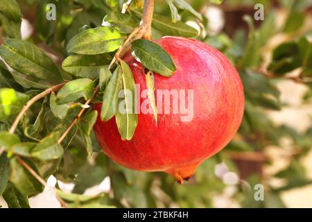 Ripe pomegranate fruit hanging on tree. Stock Photo