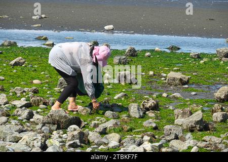 Woman in pink hat bending over on a rocky beach collecting seaweed or kelp. Crescent Beach, B. C., Canada. Stock Photo