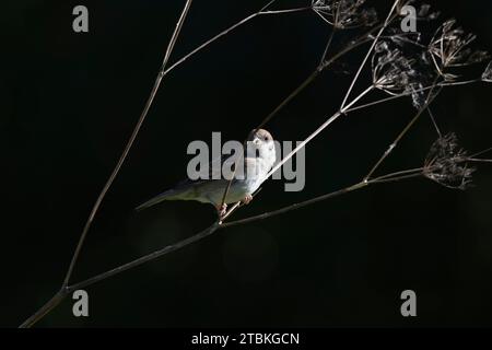 A Tree Sparrow (Passer Montanus) in Sunlight on a Dried Cow Parsley Plant (Anthriscus Sylvestris) in Autumn Stock Photo