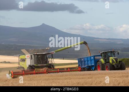A Flight of Swallows (Hirundo Rustica) Flying Around a Combine Harvester As It Transfers Barley into a Grain Trailer with Bennachie in the Distance Stock Photo