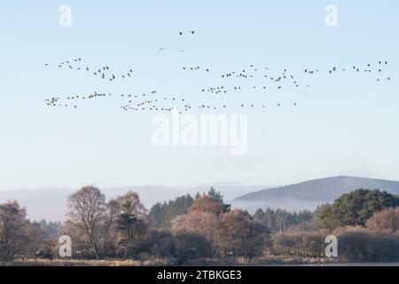 A Flock of Pink-footed Geese (Anser Brachyrhychus) Flying Over Woodland As It Leaves The Loch of Skene on a Frosty Morning in Autumn Stock Photo